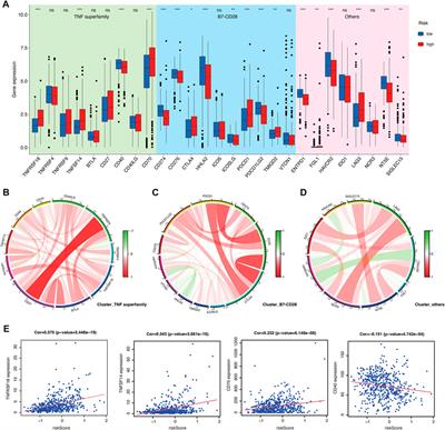 Prognostic and immunological significance of calcium-related gene signatures in renal clear cell carcinoma